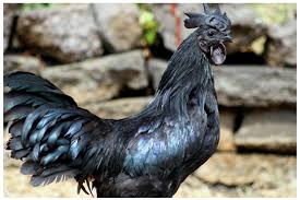 Soalnya kmrin sy usg,trus pas 7 Cara Mudah Mengetahui Ciri Ayam Cemani Asli