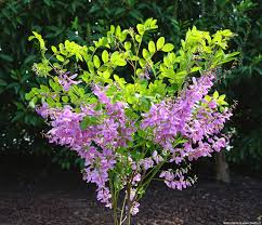 Image result for Indigofera kirkii