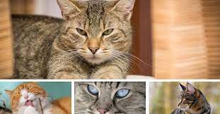 Bgfb Bfdbdfbd Cat Care Cat Behavior Cool Cats