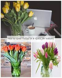 How To Grow Tulips In A Glass Jar Indoors Growing Tulips Growing Bulbs Planting Tulips