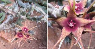 Image result for Orbea caudata