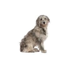 Volkodav iz roda serykh psov • regie: Irish Wolfhound Puppies Petland Cicero Ny