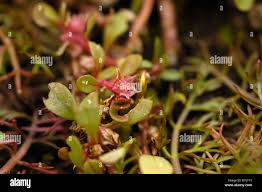 Image result for Lythrum rotundifolium
