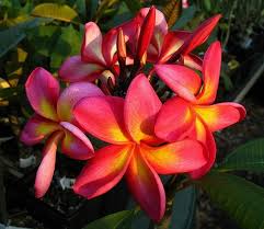 [Hình: images?q=tbn:ANd9GcQNGWUBUR0ieRUauG6fyhG...3hMeDD6Q&s]