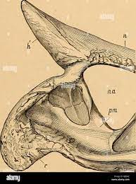Il Ceratopsia. Ceratopsia. TEICEEATOPS PROESUS. 129 quasi orbita circolare;  (4) la posizione del forame infraorbital al di sotto del bordo superiore  del ramo ascendente del mascellare superiore, come in Sterrholophus  flabellatus.