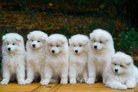 Absolutely beautiful samoyed female puppy for sale looking forever family pet home. Samoyeds Kennel Mishka Na Severe Samoyed Puppies