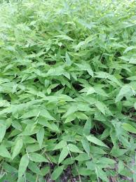 Image result for Oplismenus undulatifolius