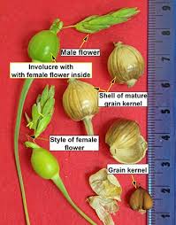 Image result for Coix lacryma-jobi