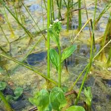 Image result for Vandellia subracemosa