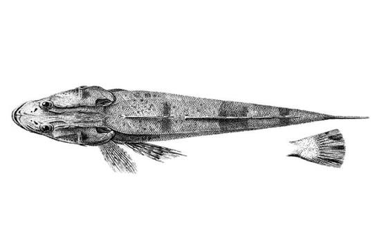 Platycephalus angustus