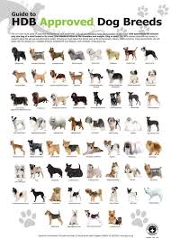 Resultado De Imagem Para Dog Mixes List Razas De Perros Perros Peludos Razas Peluqueria De Perros