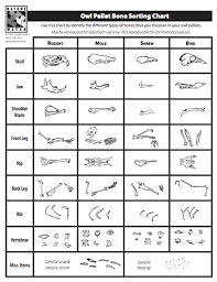 When We Dissected Owl Pellets At School Fifth Grade Last Year We Had A Sorting Chart To Sort The Bones I Owl Pellets Elementary Science Fourth Grade Science