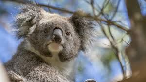 Please help koalas by supporting the australian koala foundation. Australia Travel Trivia Quiz 20 Questions To Test Your Knowledge Escape Com Au