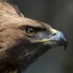 Michigan's Raptors