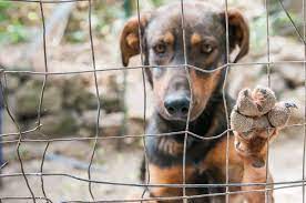 Over the years, scas has saved more than a thousand stray dogs in selangor and successfully rehomed about 50% of them. Second Chance Grants American Humane American Humane
