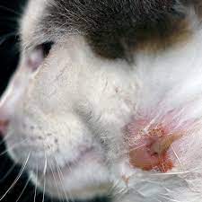 When a cat is bitten by a raccoon, it will need medical attention. Abscess From A Bite In Cats And Dogs Bow Wow Meow