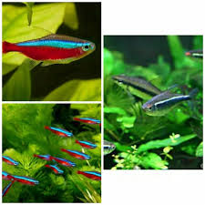 Paket 30 Ekor Mix Neon Tetra Cardinal Black Neon Tetra Ikan Aquascape Shopee Indonesia