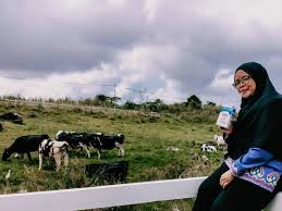 Desa dairy farm kundasang | trip to kundasang sabah 2019 подробнее. Travel Minum Susu Segar Di Desa Cattle Dairy Farm Kundasang Sabah Ieyra Com