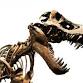 STEM - Science | Fossil or Fake?