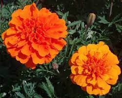 Il giallo e il rosso sono i colori che rappresentano la gioia di vivere e la solarità, insieme all'amore e all'affetto. Fiori Arancioni Nomi