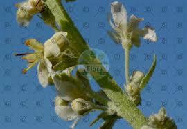 Image result for Anticharis