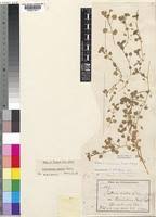 Image result for Stellaria sennii