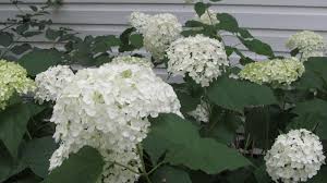 Learn how to cut back and trim the most popular trees and shrubs in our guide to pruning. A Stroll Through The Garden Pruning Hydrangeas