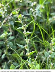Image result for Polygonum aviculare