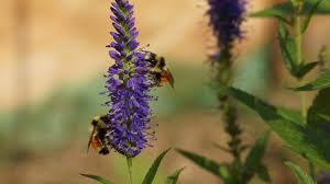 Check spelling or type a new query. Pollinator Sanctuary A New Sustainable Solution Model From Canada