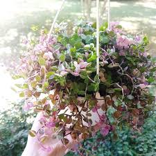 It does not require much watering, so should be watered about once a week. My New Callisia Repens Bianca Houseplants Plants Hanging Plants Planting Flowers