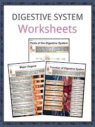The Digestive System Facts Worksheets Components Process