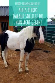 Gibt es gar tipps und tricks, damit das pferd möglichst der eiweißbedarf des alten pferdes liegt ggf. Altes Pferd Altes Pferd Reitpferd Pferd