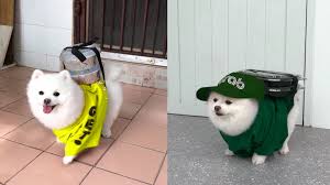Great customer service · we love all animals · excellent track record An Adorable Thai Pup Is Working Hard As A Delivery Man For His Owner Culture