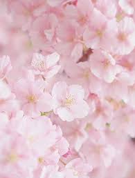 Soft Pink Flowers Flowers En 2020 Fleurs Planter Des Fleurs Belles Fleurs