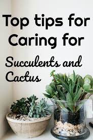 If they dry out completely in five days, you can water them every five days. Tips For Taking Care Of Cacti And Succulents Succulent Garden Indoor Succulent Garden Outdoor Succulent Care
