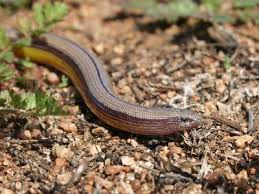 Image result for Spragueanella