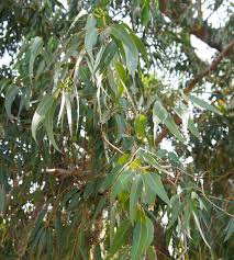 Image result for Eucalyptus citriodora