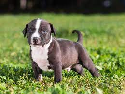 Agile, very muscular and stocky with a broad, powerful head. American Staffordshire Terrier Erziehung