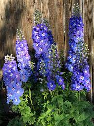 Delphinium Pacific Giant Flower Youtube Best Flower Wallpaper