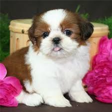 Looking for a shih tzu breeder in michigan to pick up your dream puppy? Shih Tzu Puppies For Sale Grand Rapids Mi 112933