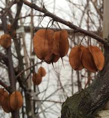 Image result for Halesia