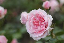 Monday, march 5, 1956 teena marie is the most famous person named marie. Roses Named After Famous People The Smell Of Roses The Smell Of Roses