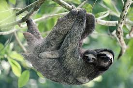 They move through the canopy at a rate of about 40 yards per day, munching on leaves, twigs and buds. Faultiere Und Wasserfalle Tour Im Regenwald Von Costa Rica 2021 Playa Flamingo Tiefpreisgarantie