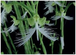 Image result for Habenaria petitiana