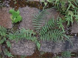 Image result for Pteris
