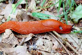 Eine Rote Wegschnecke Im Laub Wald Nacktschnecke Tiere Aufgenommen Im Mai Schnecken Nacktschnecken Waldtiere