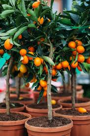Kumquat Tree Google Search Growing Citrus Nagami Kumquat Tree