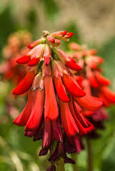 Image result for Linderniella gracilis