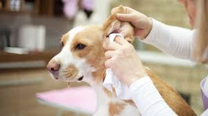 Home remedies for ear infections in dogs. Easy Effective Diy Ear Cleaner For Dogs Proud Dog Mom