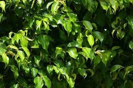 How To Make A Ficus Hedge Ficus Hedges Are Popular Among Gardeners And Homeowners Because They Offer A Thick Compact P Ficus Benjamina Ficus Hedge Ficus Tree